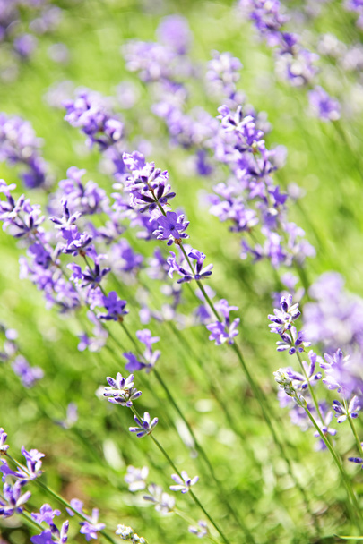 Lavender blooming in a garden - Photo, image