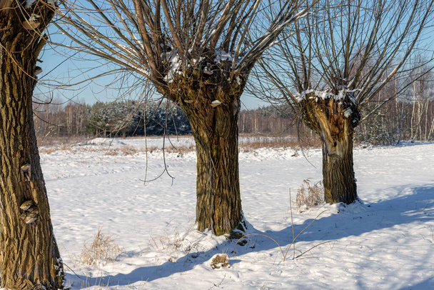 A row of willows in a snow-covered field. Polish landscapes of Masovia. February sunny day. Tourism in Europe. - Photo, Image