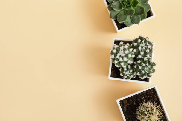 Green succulent and cacti in pots on color background - Fotografie, Obrázek