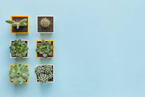 Different succulents and cacti on color background - Photo, Image