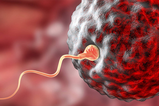 Оплодотворение яйцеклетки человека сперматозоидами, 3D иллюстрация - Фото, изображение
