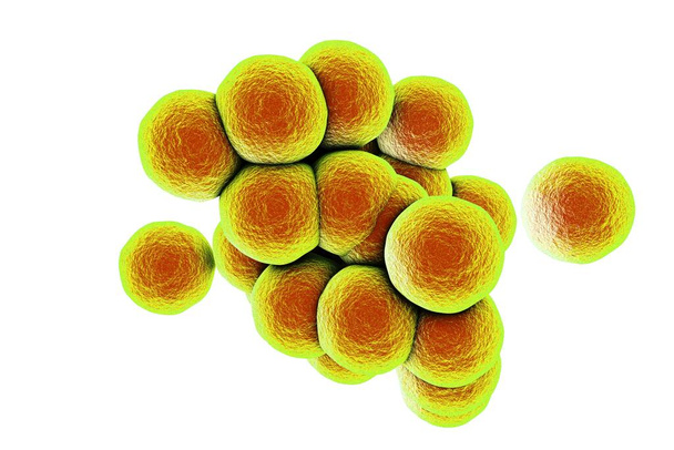 Bacterias Staphylococcus aureus SARM aislado sobre fondo blanco, ilustración 3D - Foto, imagen