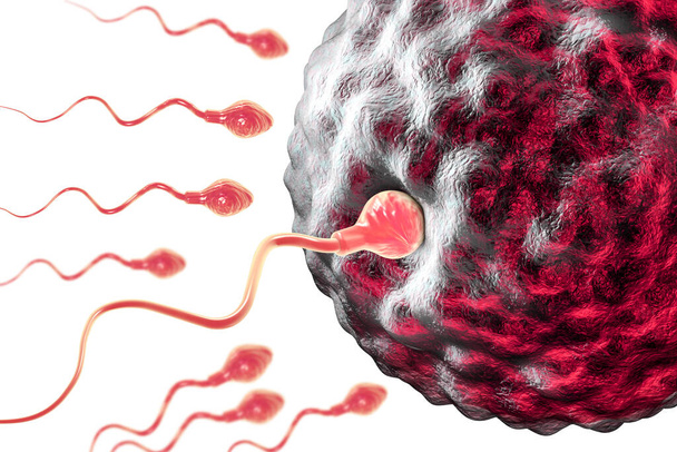 Fertilización de óvulos humanos por espermatozoides aislados sobre fondo blanco, ilustración 3D - Foto, Imagen