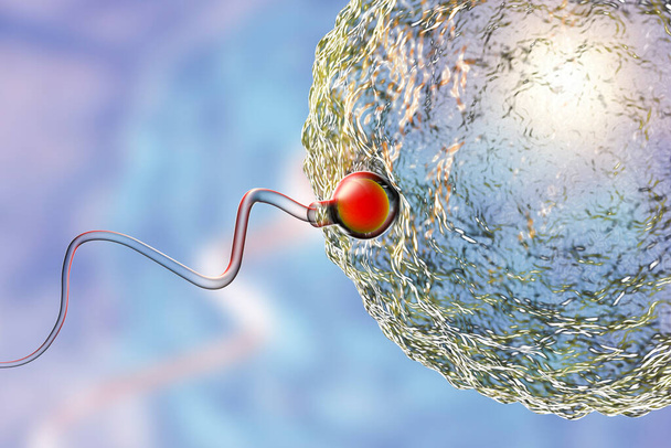 Fertilización de óvulos humanos por espermatozoides, ilustración 3D - Foto, imagen