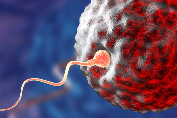 Fertilização de óvulos humanos por espermatozóides, ilustração 3D - Foto, Imagem
