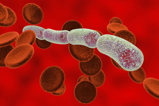 Batteri Streptococco, batteri sferici gram-positivi nel sangue. Illustrazione 3D - Foto, immagini