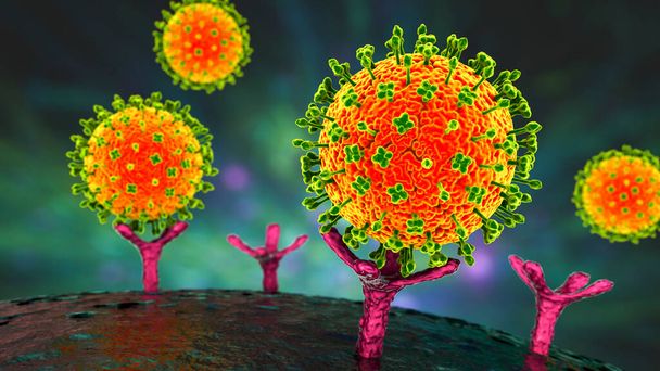 Wirus Nipah wiąże receptory na ludzkich komórkach, początkowe stadium zakażenia Nipah. Nowo powstały wirus przenoszony przez nietoperze, który powoduje ostrą chorobę układu oddechowego i ciężkie zapalenie mózgu, ilustracja 3D - Zdjęcie, obraz