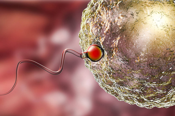 Az emberi petesejt megtermékenyítése spermatozoánnal, 3D illusztráció - Fotó, kép