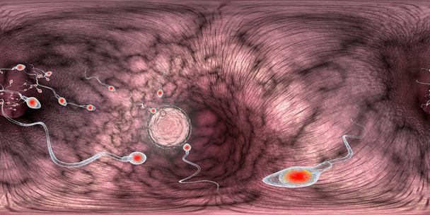 Полная сферическая панорама 360 градусов зрения оплодотворения яйцеклетки человека сперматозоидами, 3D иллюстрация - Фото, изображение