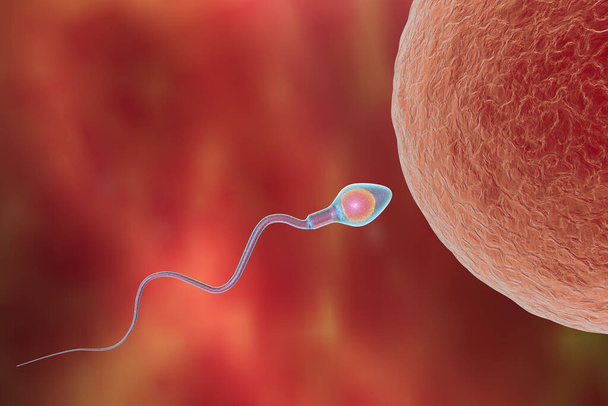 Fertilization of human egg cell by spermatozoan, 3D illustration - Photo, Image