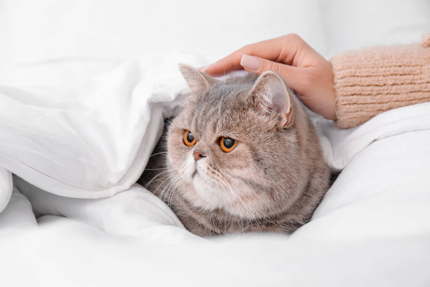 Besitzer mit süßer Katze auf dem Bett. Konzept der Heizsaison - Foto, Bild