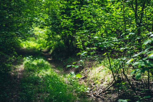 Όμορφο κλαδί με έντονα πράσινα φύλλα στην ηλιόλουστη bokeh φόντο του πράσινου. Γραφική θέα στο δάσος με πλούσια βλάστηση στο φως του ήλιου. Πλούσια χλωρίδα πυκνού δάσους στη λιακάδα. Γραφικό καλοκαιρινό τοπίο. - Φωτογραφία, εικόνα