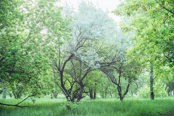 Hermosa vista al increíble árbol en el bosque. Escénico paisaje de bosque vintage verde con árbol brillante en la mañana soleada. Paisaje atmosférico con árboles en el parque a la luz suave de la mañana. Pago verde de la naturaleza. - Foto, Imagen
