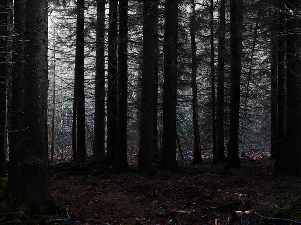 A beautiful view of dark trees in the abdominal forest - Perfect for background - Photo, image