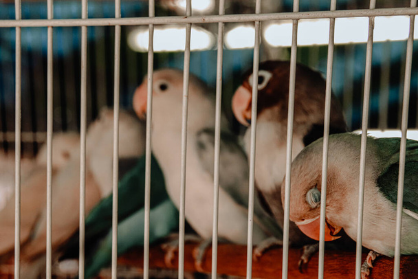 A closeup shot of small birds in the cage with closed eyes or staring - Fotó, kép