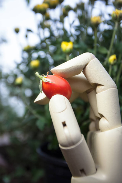 prosthetic hand holding cherry tomato - Foto, Imagem