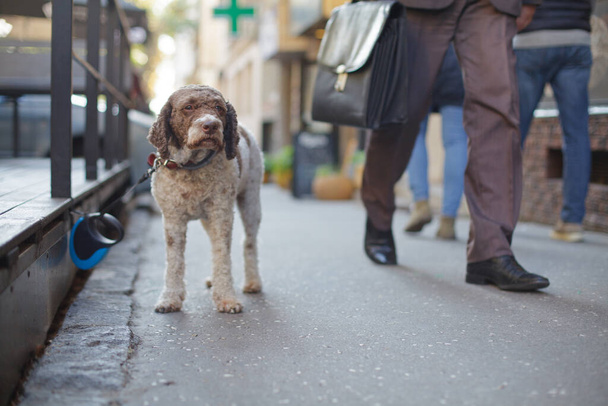 cute dog waiting for owner on pavement - Fotoğraf, Görsel