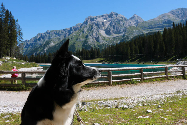Nahaufnahme eines Border Collies mit einem wunderschönen Panorama hinter dem Montagnoli-See im Trentino, Tiere und Landschaften in Italien  - Foto, Bild