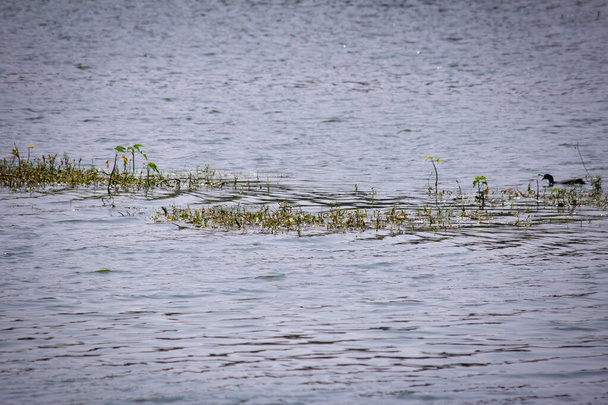 Plantas aquáticas em um dos lagos em Kolar, Karnataka, Índia - Foto, Imagem