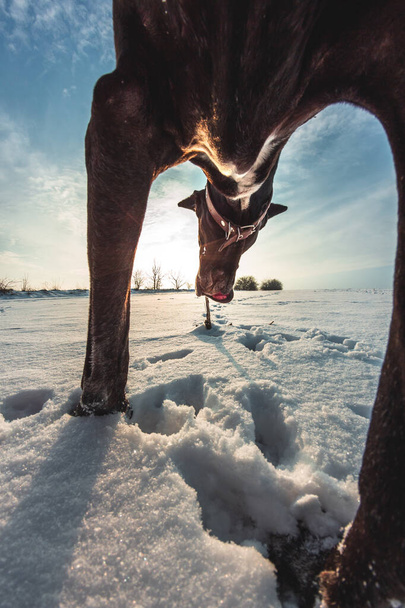 Gran perro corre en la nieve en invierno, Gran Danés explora el campo de nieve - Foto, Imagen