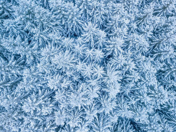 美しい冬の森の木々の空中トップダウンビュー。雪に覆われた霜の多い木を発芽させます。冬の自然、凍結した白い木の上。トップビューのカメラは雪の風景の上を飛ぶ。ドローン航空便、チェコ共和国、ヨーロッパ - 写真・画像