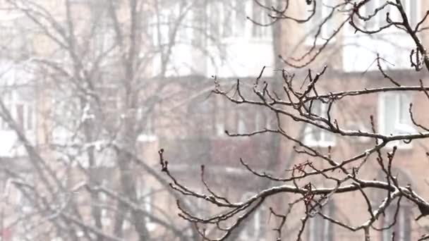 Snow storm in the city. Blurred house background. January, Kiev, Ukraine. - Footage, Video
