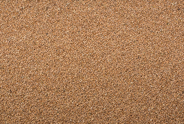 小麦穀物を背景色として - 写真・画像