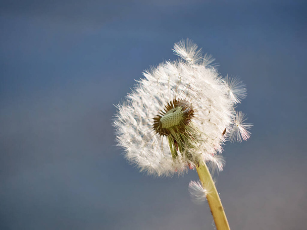 White fluffy dandelion in bloom. - Fotoğraf, Görsel