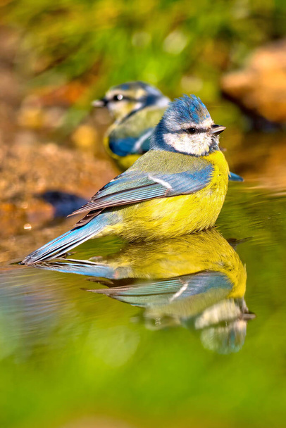 Blue Tit, Parus caeruleus, Forest Pond, Mediterranean Forest, Castile and Leon, Spain, Europe - 写真・画像