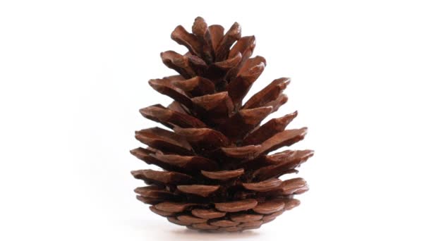 Opened pine cone on a white background moving on a turntable - Footage, Video
