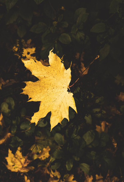 yellow leaf on the ground - Фото, изображение