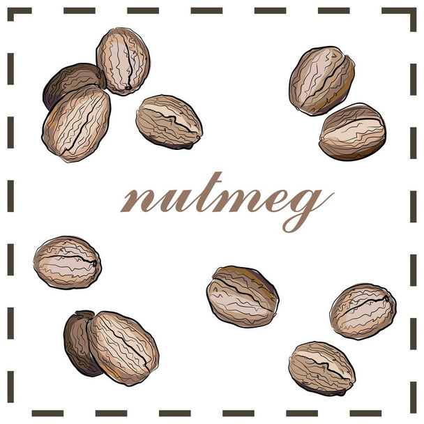 Nutmeg.Diseño de productos ecológicos y ecológicos - Vector, Imagen