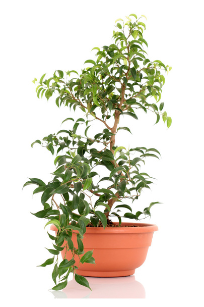 Bonsai-Baum - Foto, Bild