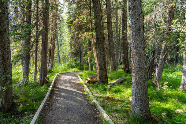 Natural forest footpath scenery. Fenland Trail in summer sunny day. Banff National Park, Canadian Rockies, Alberta, Canada. - Foto, Imagen