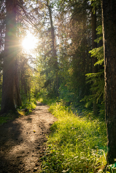 Пейзаж естественной лесной тропы. Фенландрийская тропа в летний солнечный день. Национальный парк Банф, Канадские Скалистые горы, Альберта, Канада. - Фото, изображение