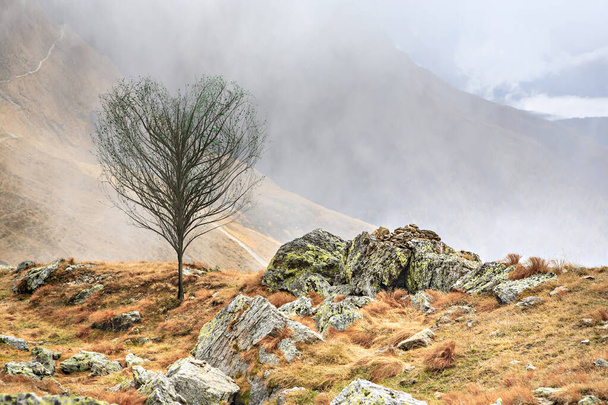 Ένα μοναχικό δέντρο στο ορεινό τοπίο - Φωτογραφία, εικόνα