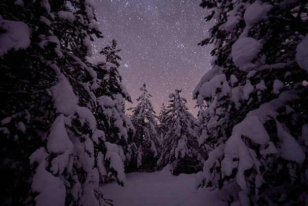 winter night landscape nature forest - Foto, afbeelding