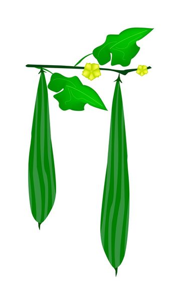 verse groene geribbelde gorud op een plant - Vector, afbeelding