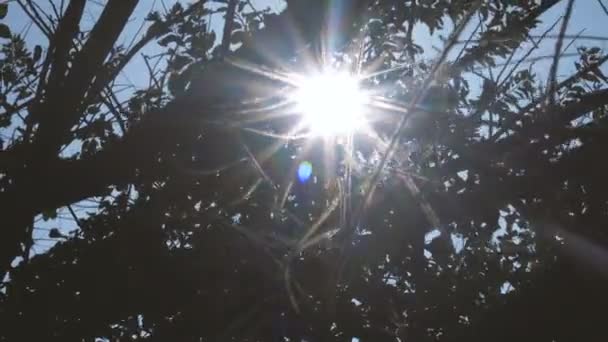 sol brilha através de galhos de árvores - Filmagem, Vídeo