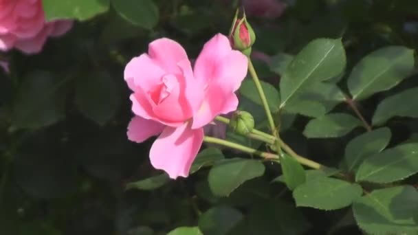 ροζ τριαντάφυλλο, λίγο - Πλάνα, βίντεο