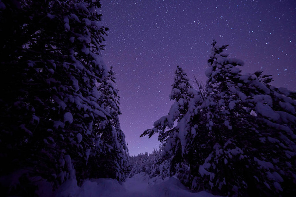 winter night landscape nature forest - Φωτογραφία, εικόνα