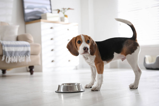 Cute Beagle puppy near feeding bowl at home. Adorable pet - Foto, afbeelding