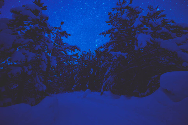 winter night landscape nature forest - Фото, изображение