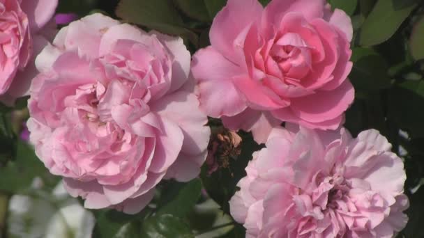 Розовые розы в саду - Кадры, видео