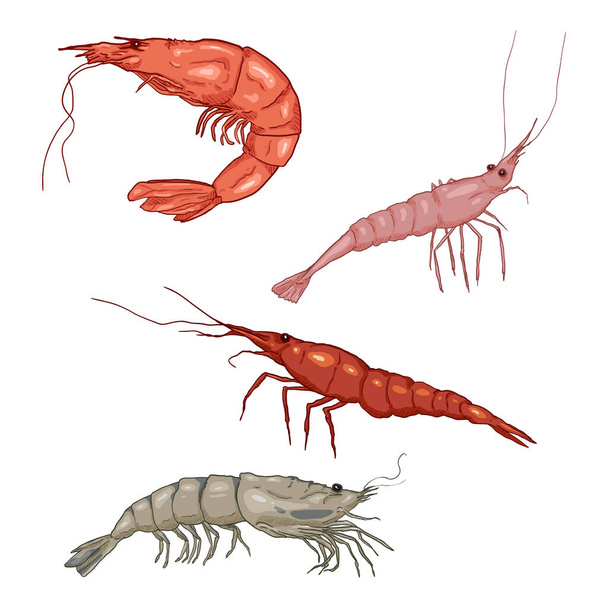 Vector Set of Cartoon Shrimps and Prawns - Vector, Image
