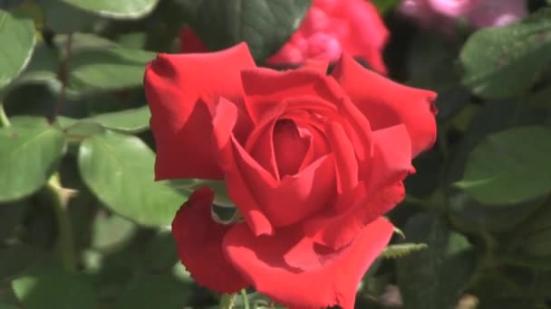 Красная роза - Кадры, видео
