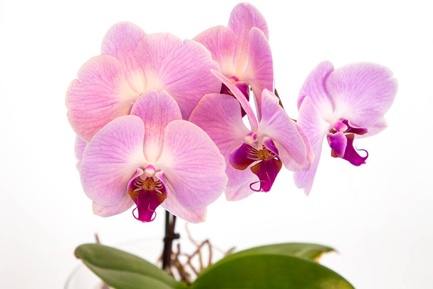 Beautiful purple Phalaenopsis orchid flowers, isolated on white background. Moth dendrobium orchid. Multiple blossoms. Flower in bloom. Beautiful details of tropical floral visuals. - Photo, Image