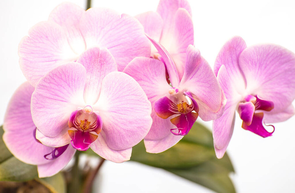 Kaunis violetti Phalaenopsis orkidea kukkia, eristetty valkoisella taustalla. Moth dendrobium orkidea. Useita kukkii. Kukka kukkii. Kauniita yksityiskohtia trooppinen kukka grafiikka. - Valokuva, kuva