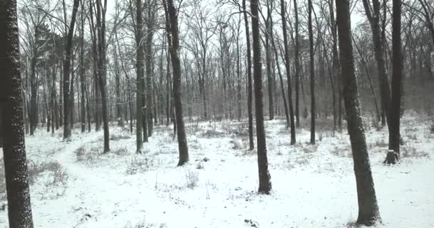 drone vuelo a través de un bosque nevado, nevadas en invierno - Imágenes, Vídeo