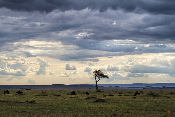 ケニアのマサイマラ国立公園で激しい雷雨の前に最後の日差しを持つサバンナ - 写真・画像